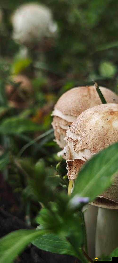 17c 爆料独家揭秘蘑菇：震惊内幕大揭秘